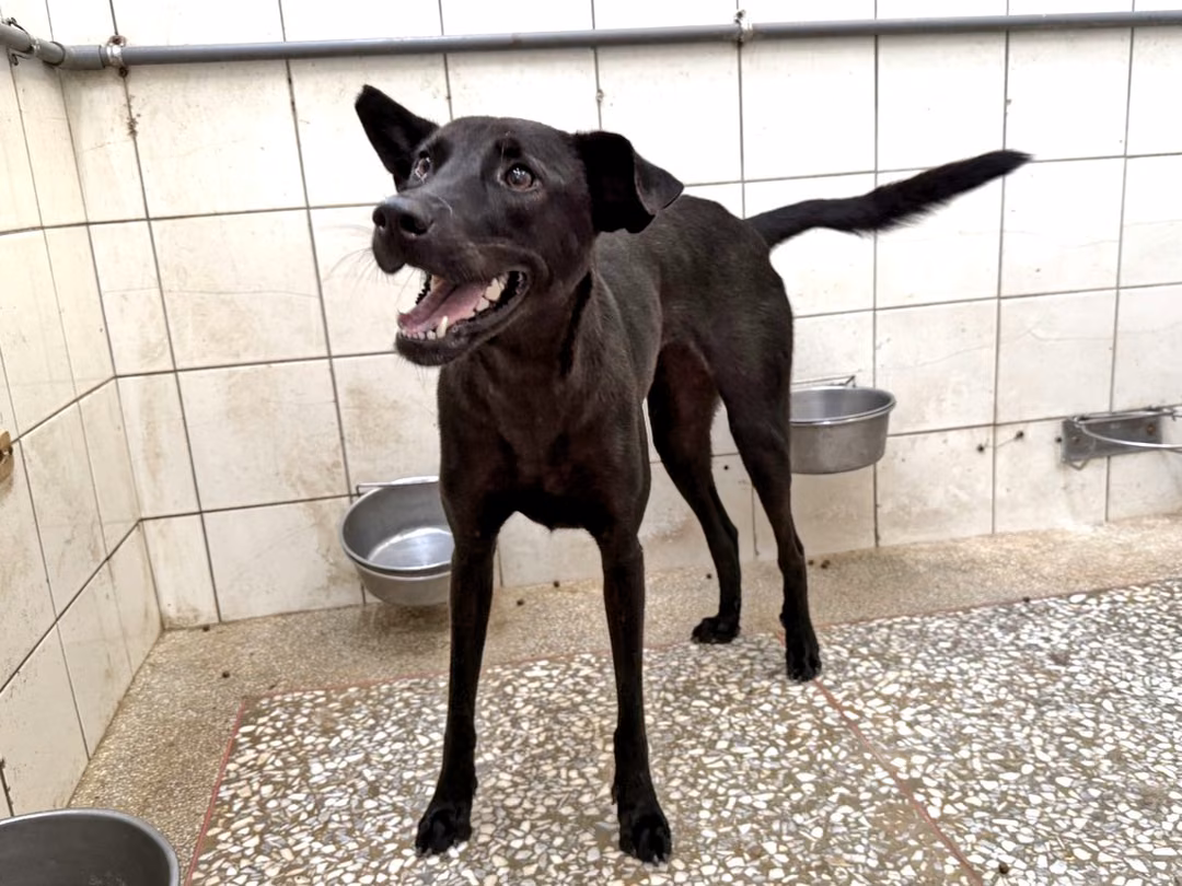 The dog, from the shelter's listing