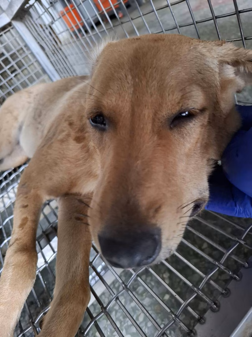 The dog, from the shelter's listing