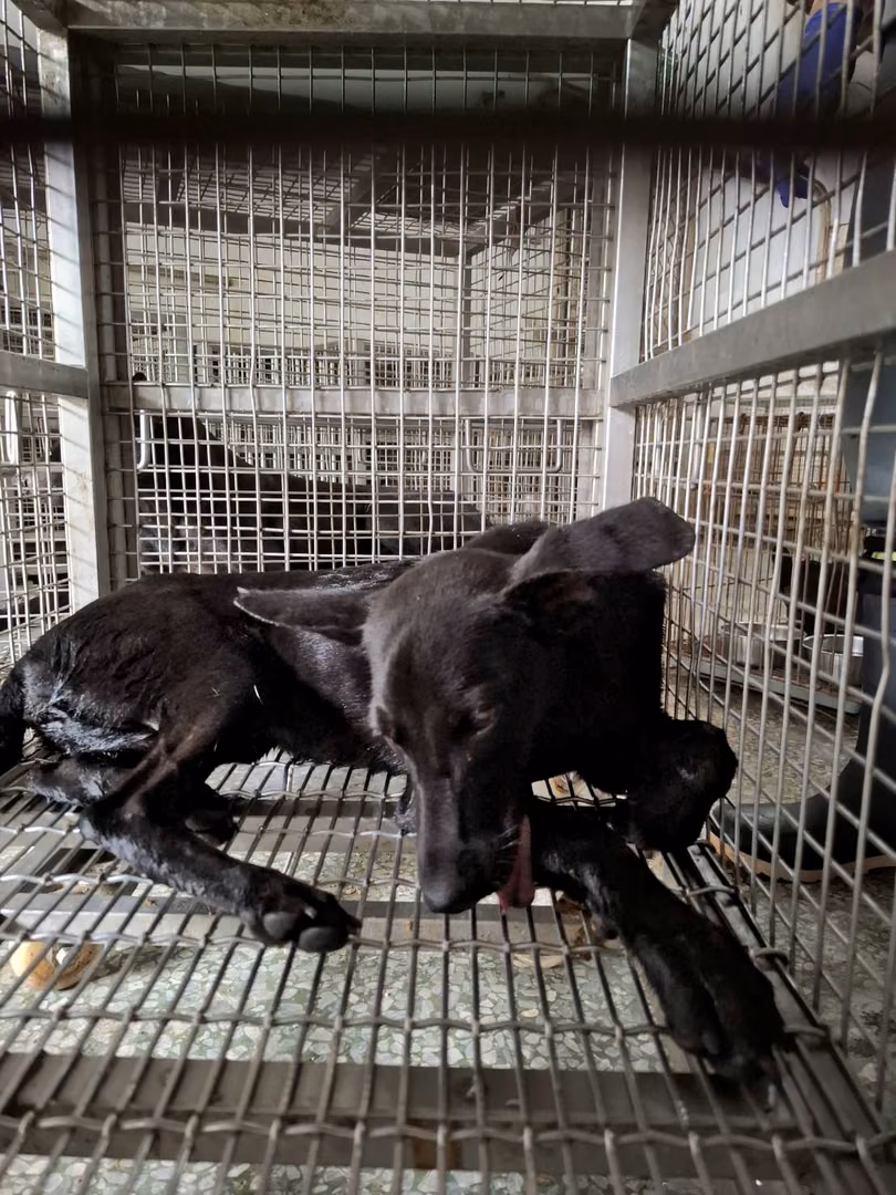 The dog, from the shelter's listing