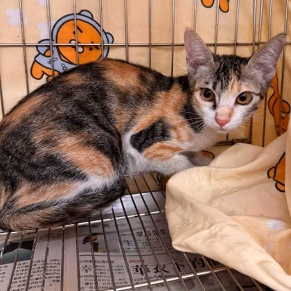 The cat, from the shelter's listing