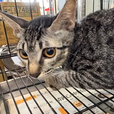 The cat, from the shelter's listing