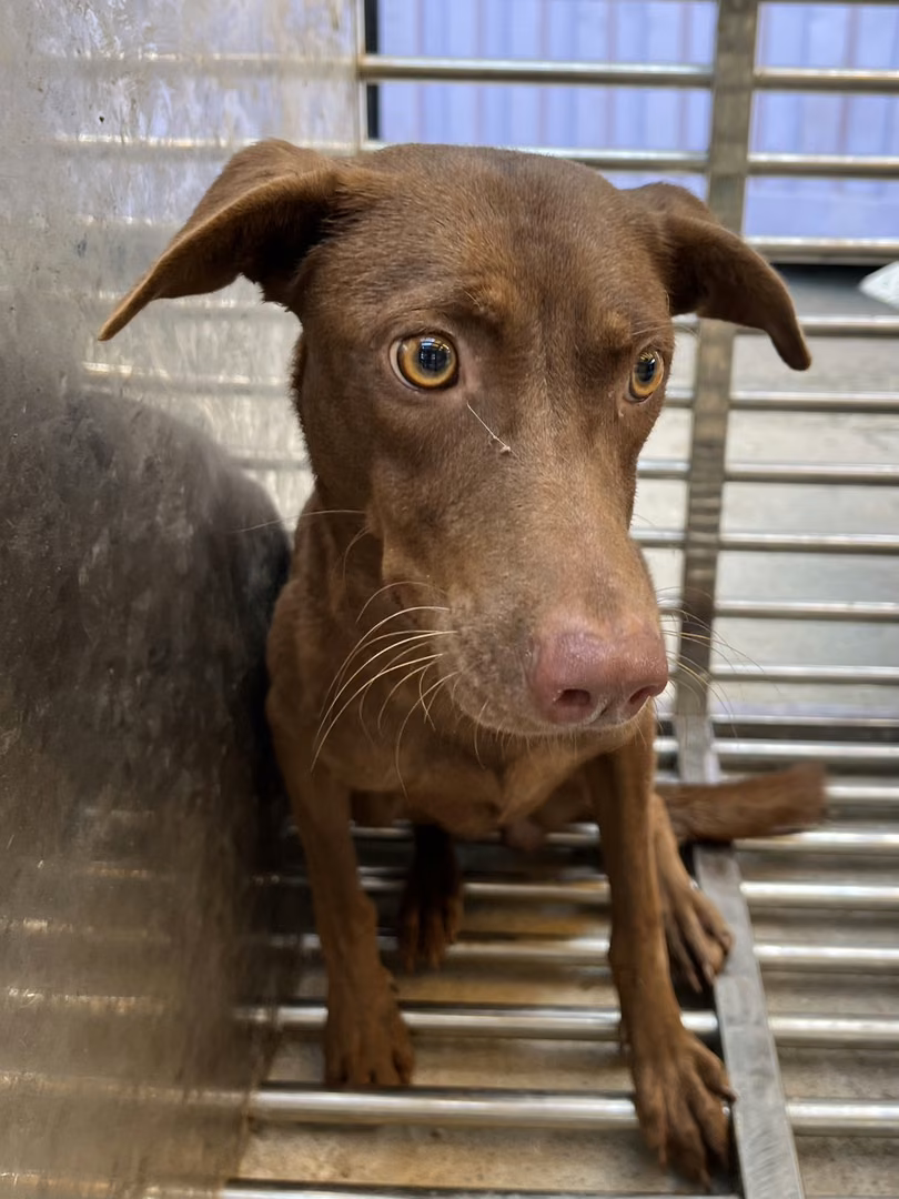 The dog, from the shelter's listing