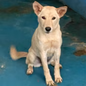 The dog, from the shelter's listing