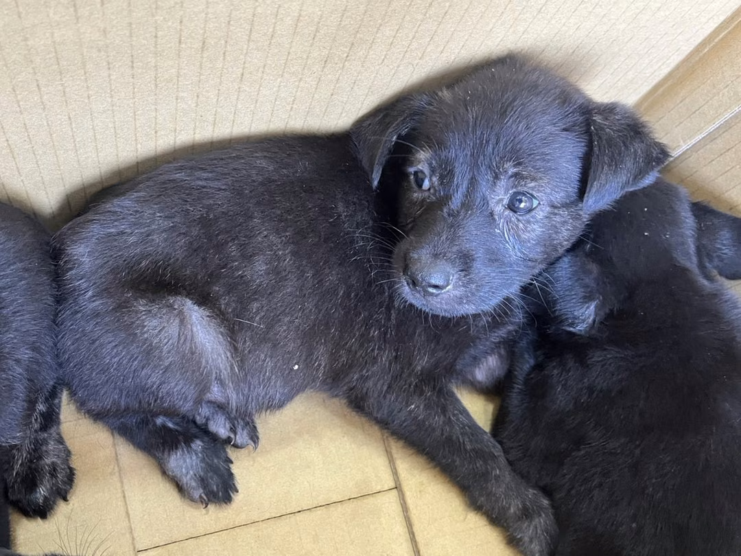 The dog, from the shelter's listing