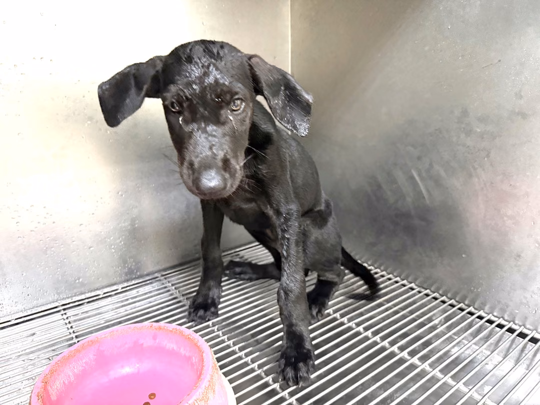 The dog, from the shelter's listing