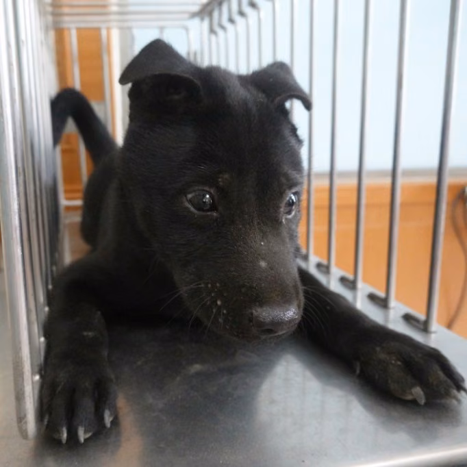 The dog, from the shelter's listing