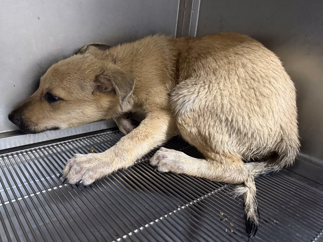The dog, from the shelter's listing