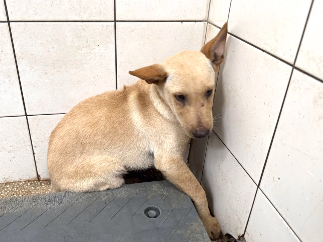 The dog, from the shelter's listing