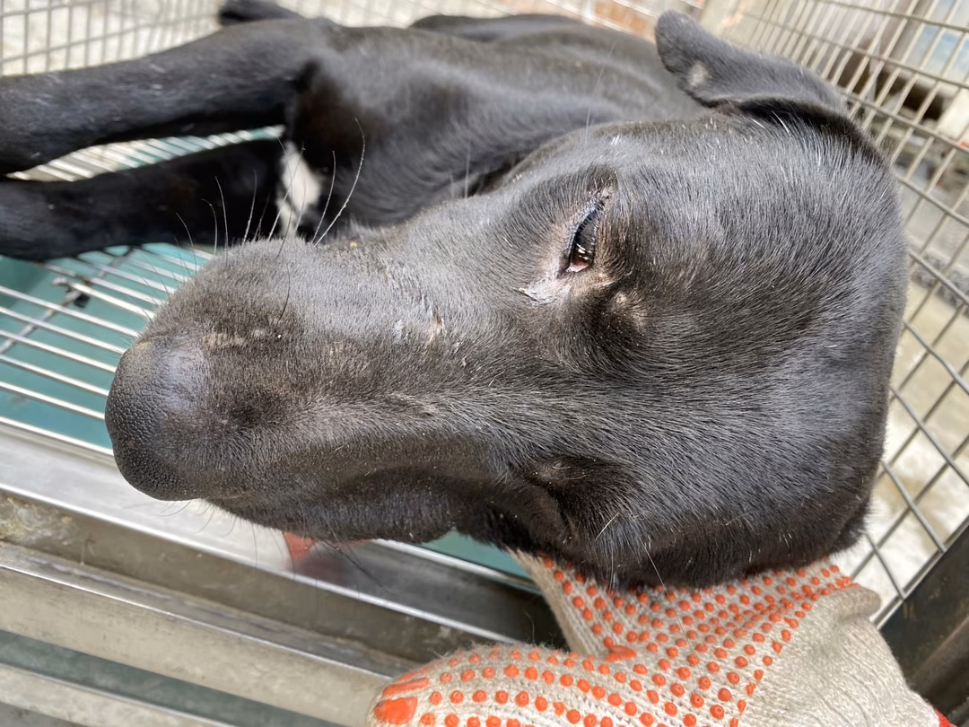The dog, from the shelter's listing
