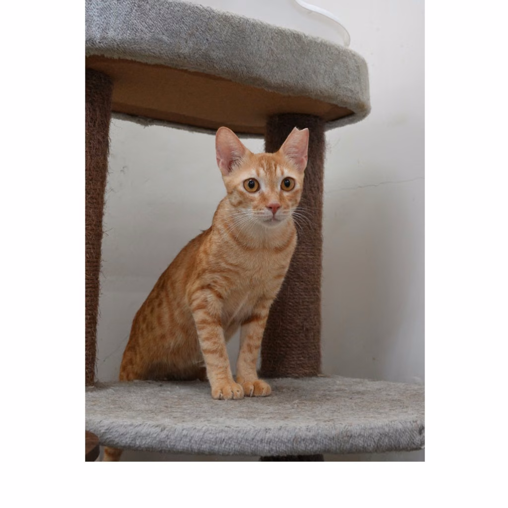 The cat, from the shelter's listing