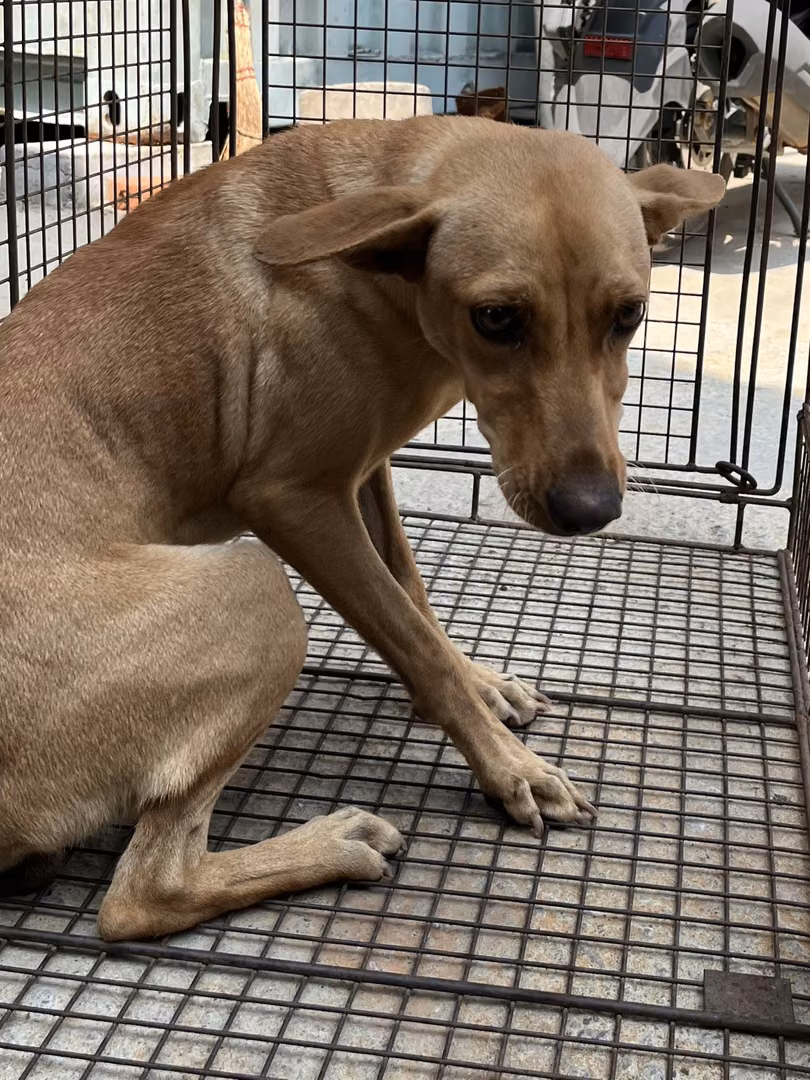 The dog, from the shelter's listing
