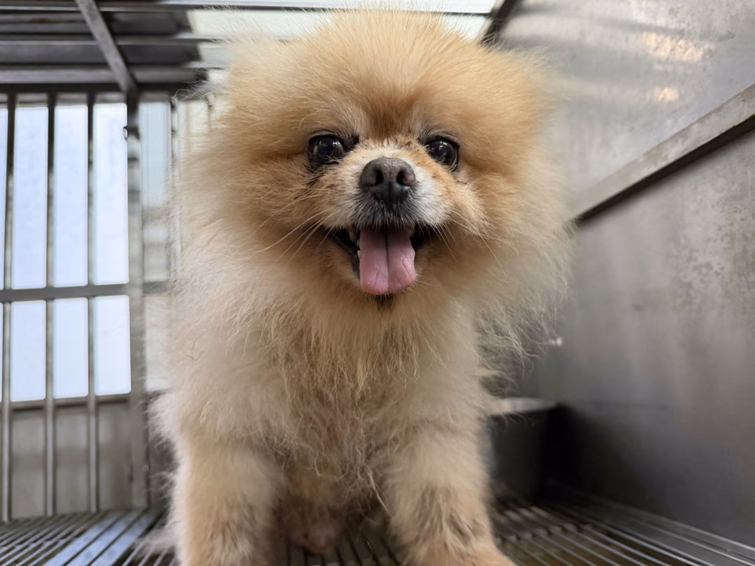 The dog, from the shelter's listing