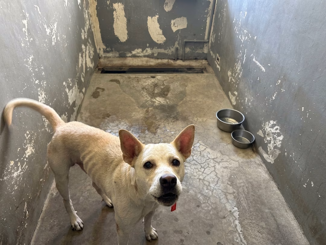 The dog, from the shelter's listing