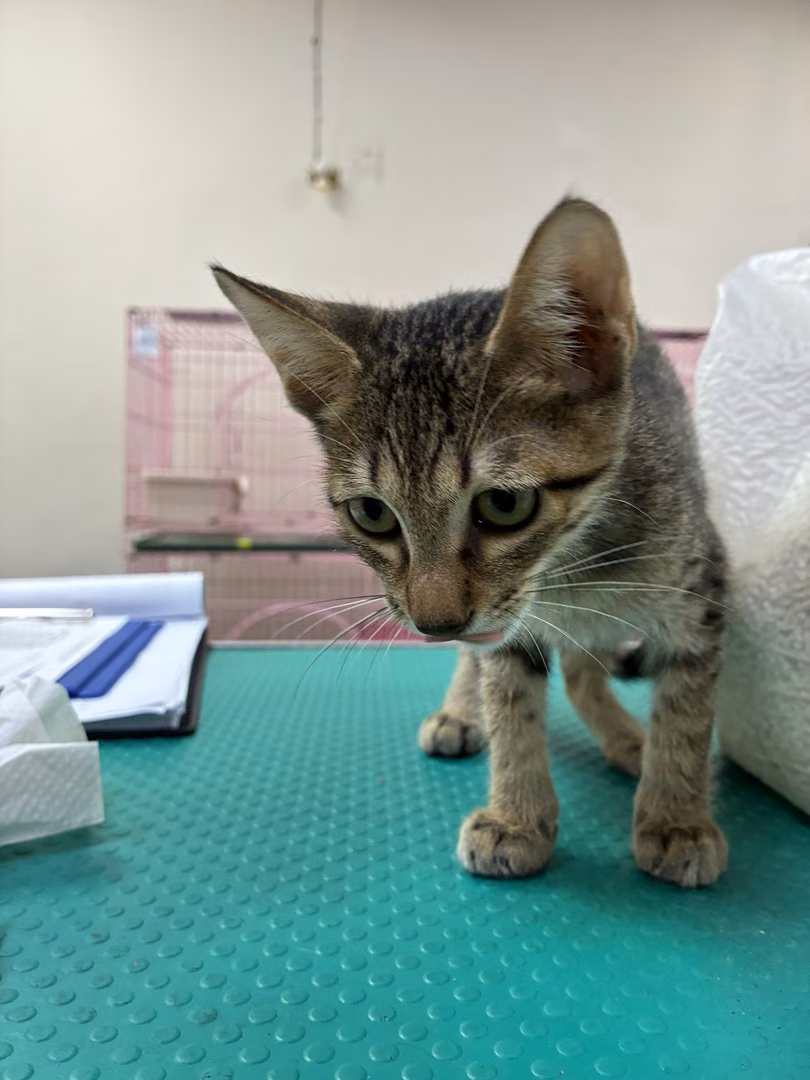 The cat, from the shelter's listing