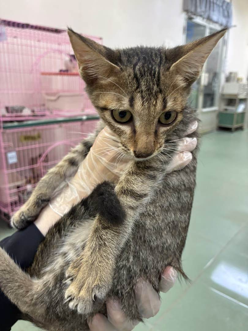 The cat, from the shelter's listing