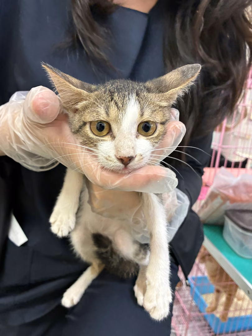 The cat, from the shelter's listing
