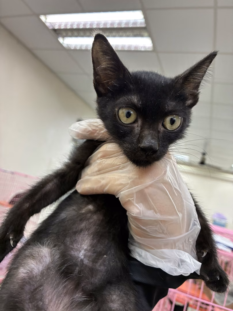The cat, from the shelter's listing