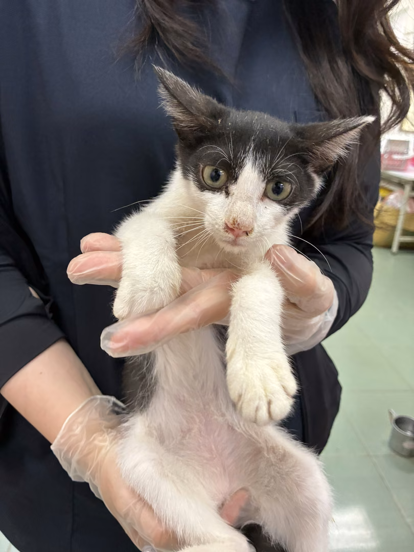 The cat, from the shelter's listing