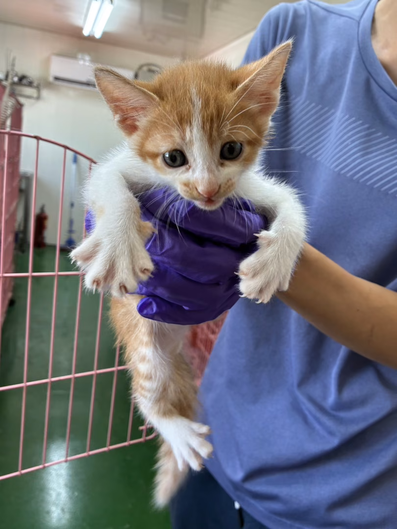 The cat, from the shelter's listing