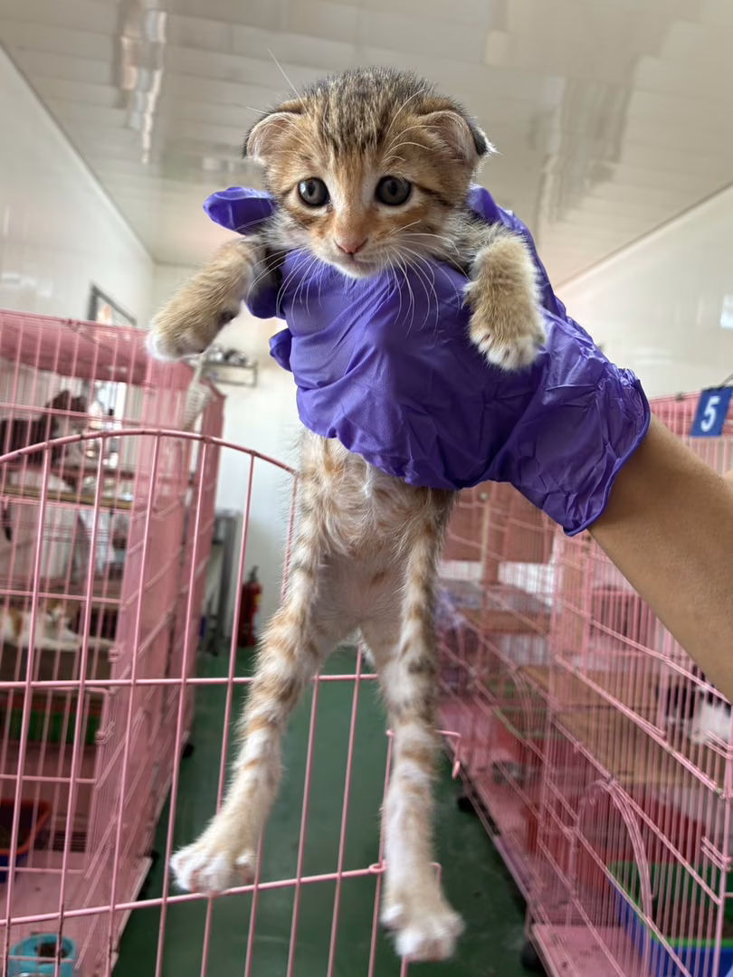 The cat, from the shelter's listing