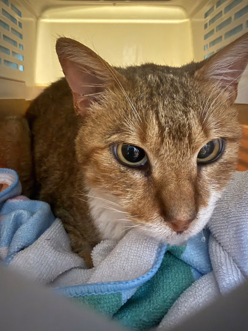 The cat, from the shelter's listing