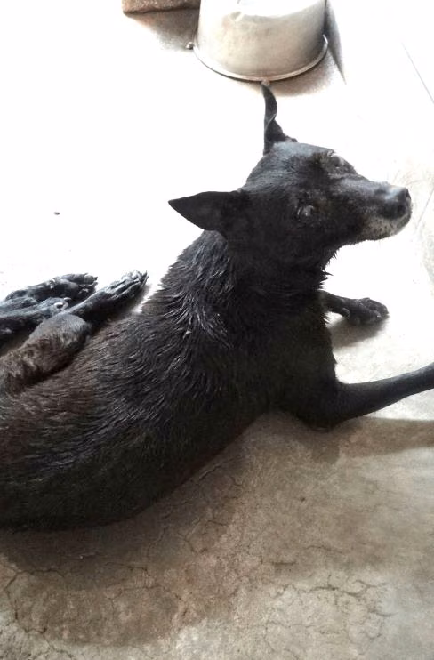 The dog, from the shelter's listing