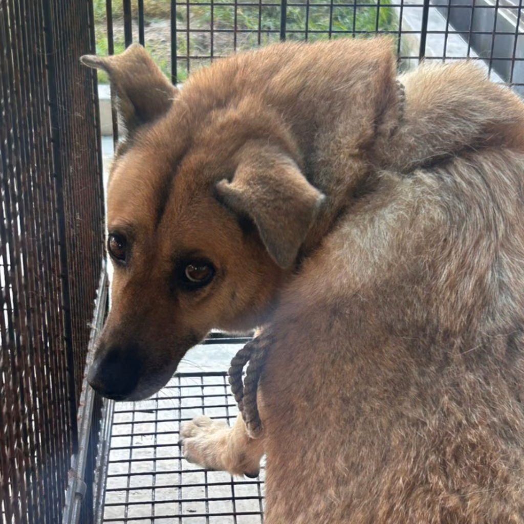 The dog, from the shelter's listing