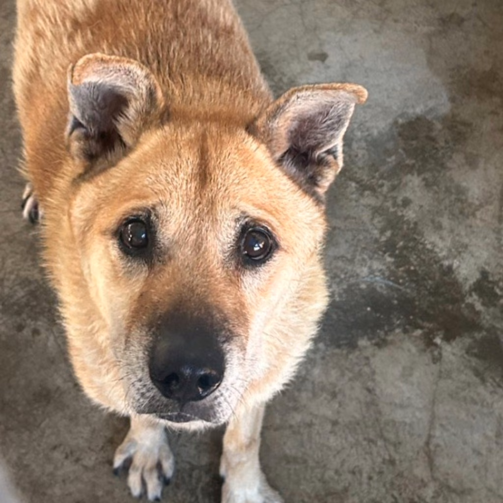 The dog, from the shelter's listing