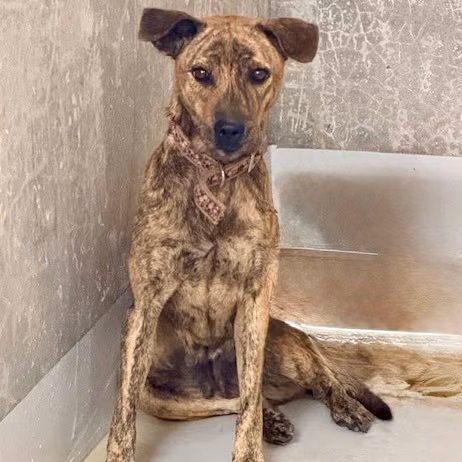 The dog, from the shelter's listing