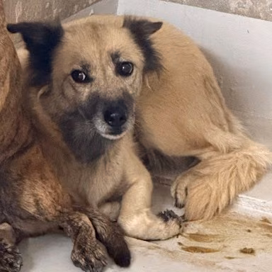 The dog, from the shelter's listing