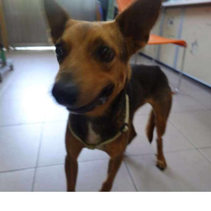 The dog, from the shelter's listing