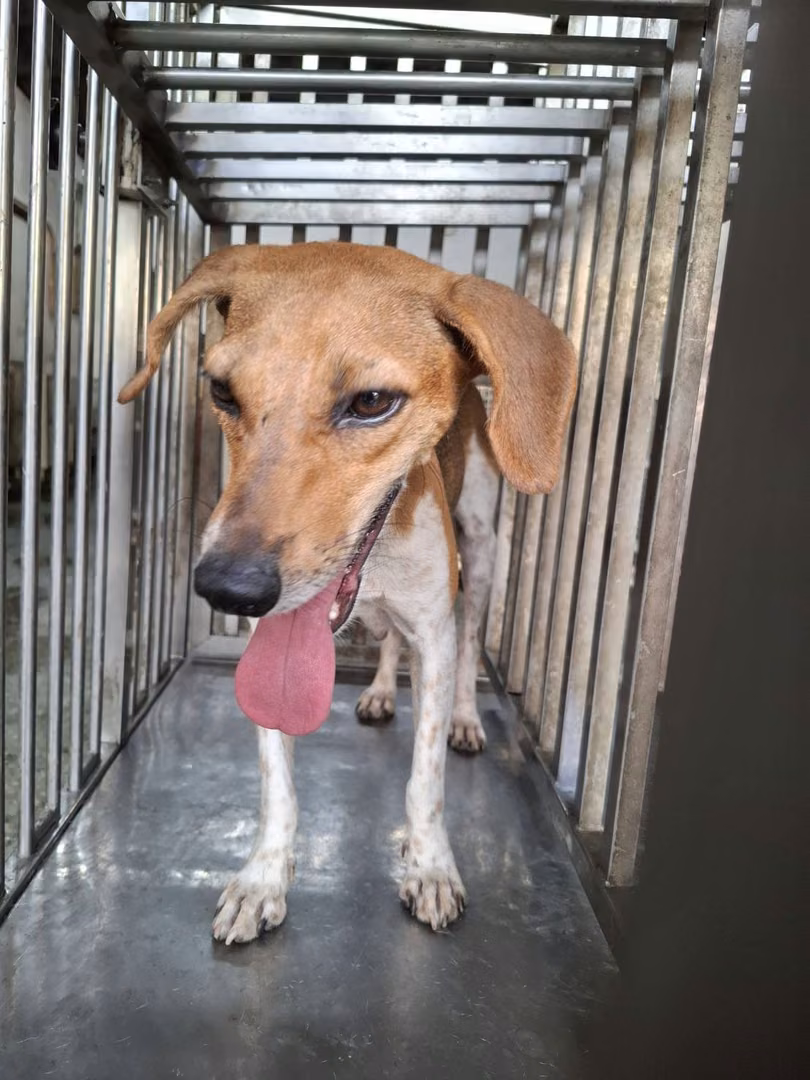 The dog, from the shelter's listing