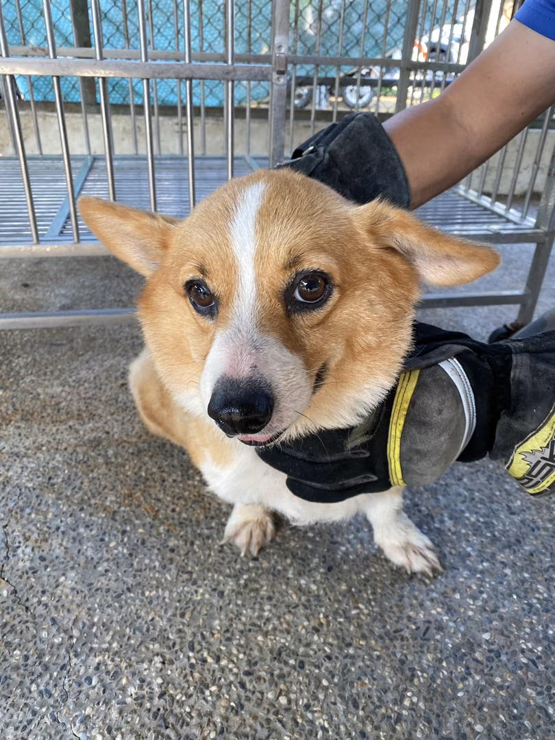The dog, from the shelter's listing