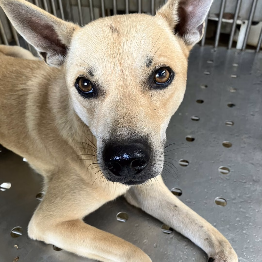 The dog, from the shelter's listing
