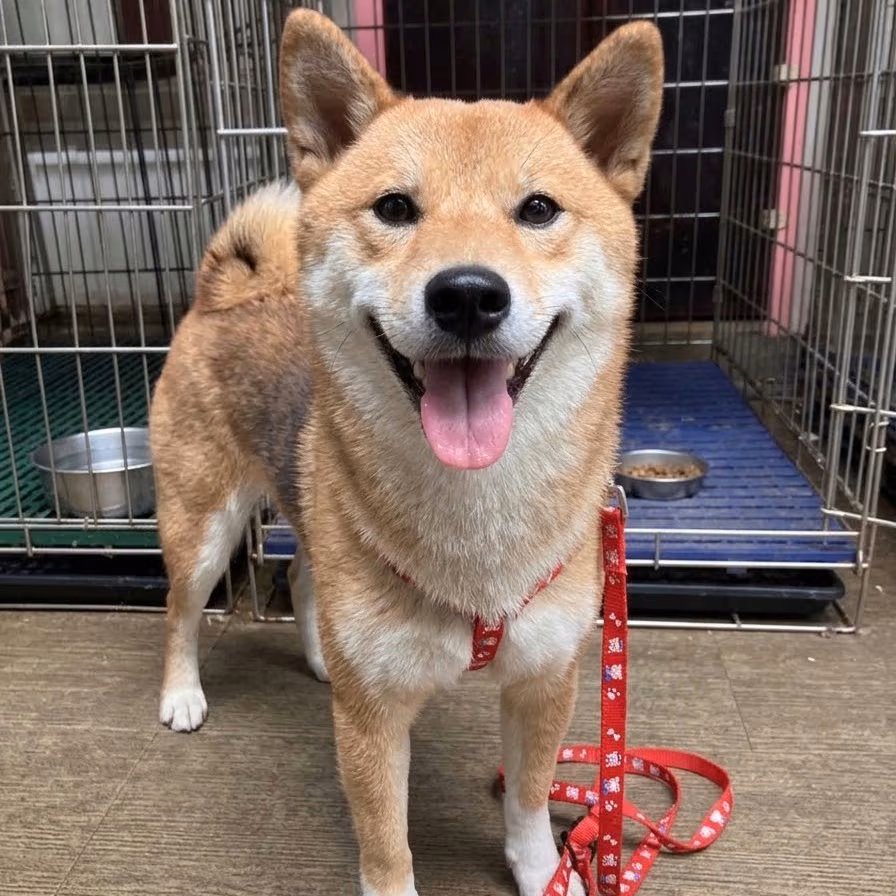 The dog, from the shelter's listing