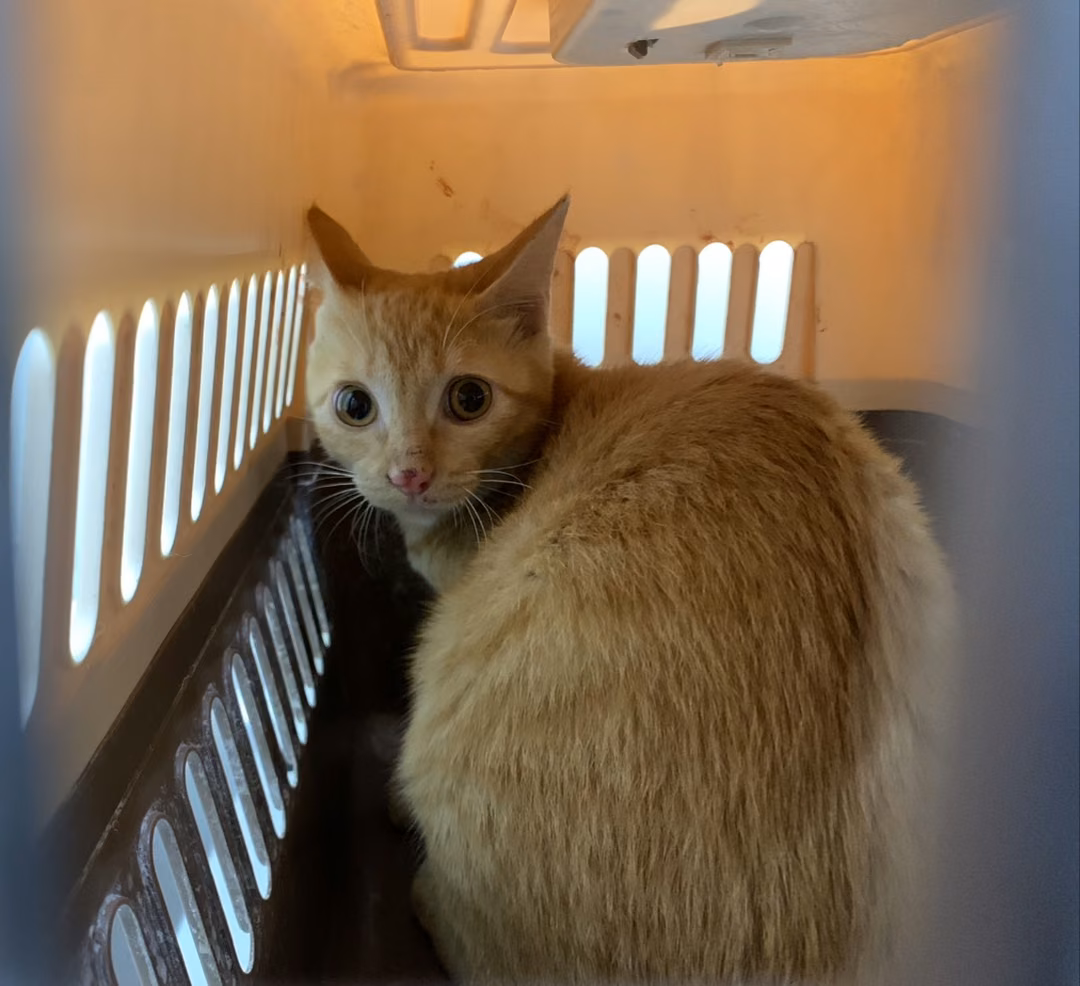 The cat, from the shelter's listing