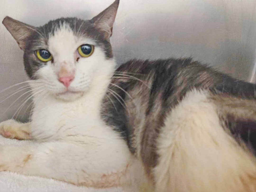 The cat, from the shelter's listing