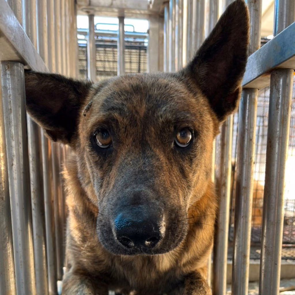 The dog, from the shelter's listing