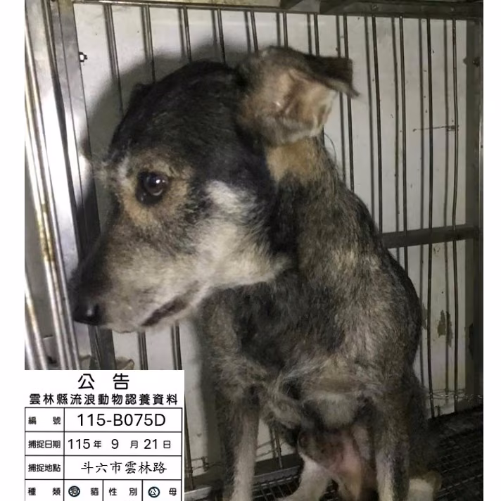 The dog, from the shelter's listing