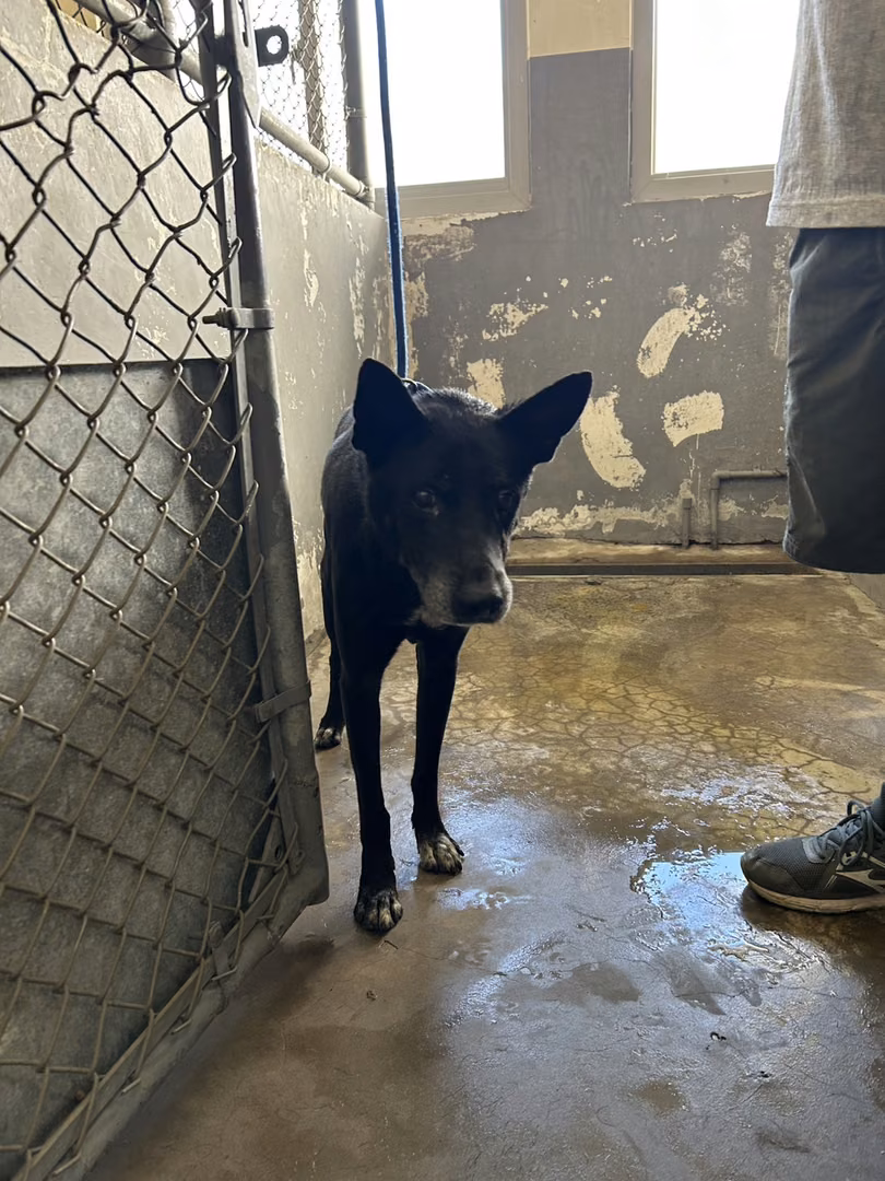 The dog, from the shelter's listing