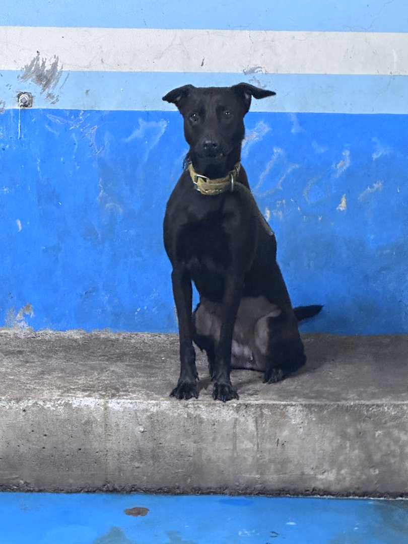 The dog, from the shelter's listing