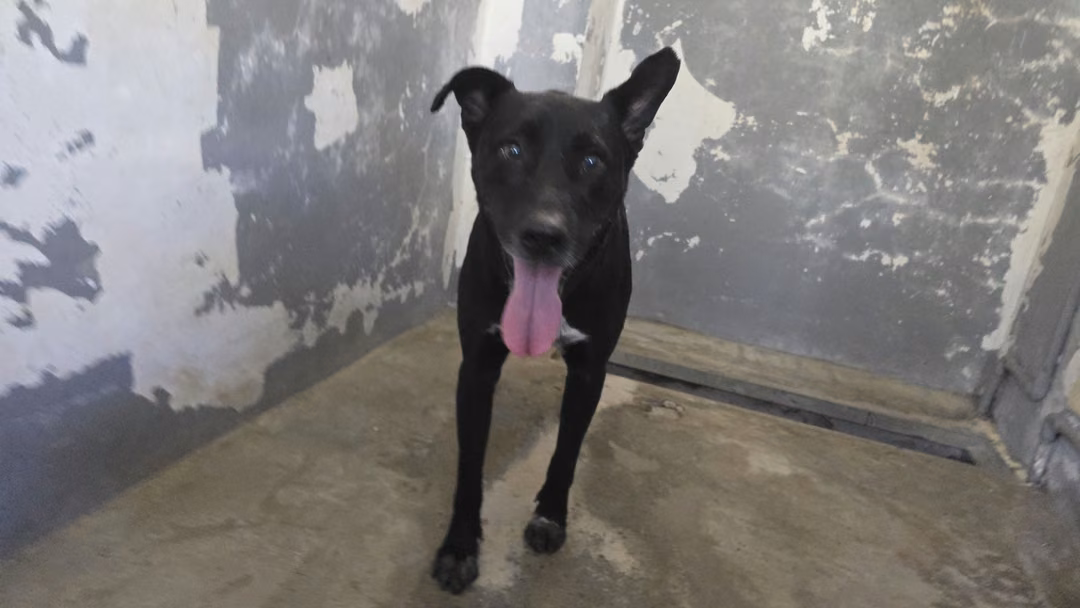 The dog, from the shelter's listing