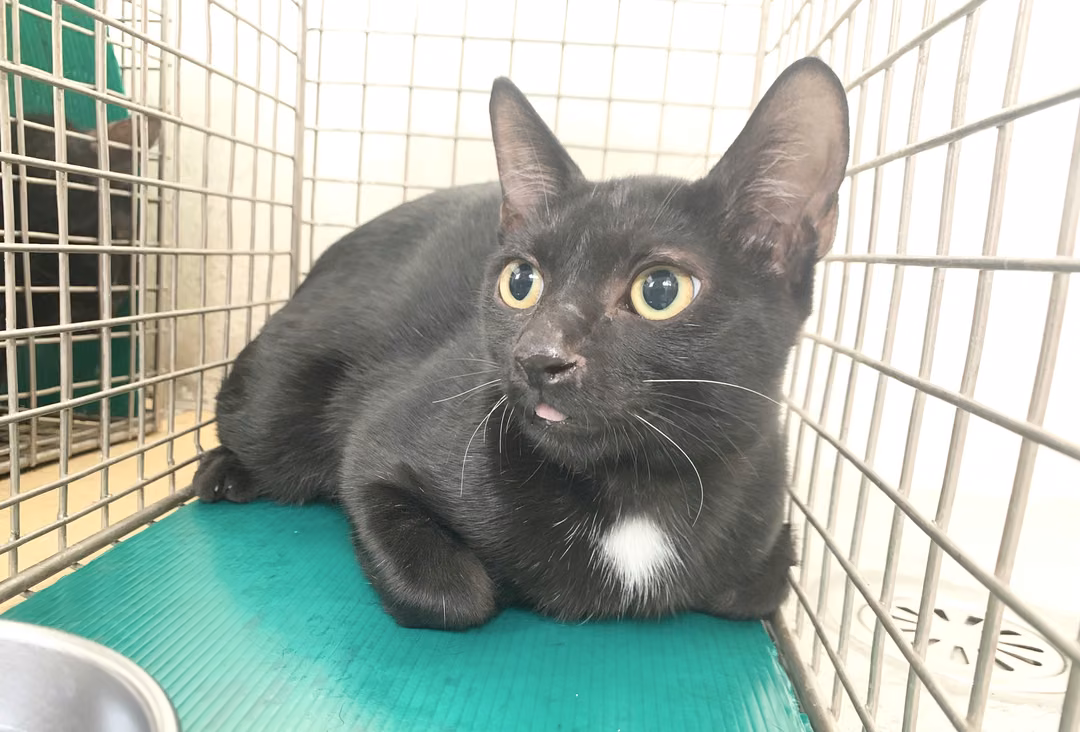 The cat, from the shelter's listing