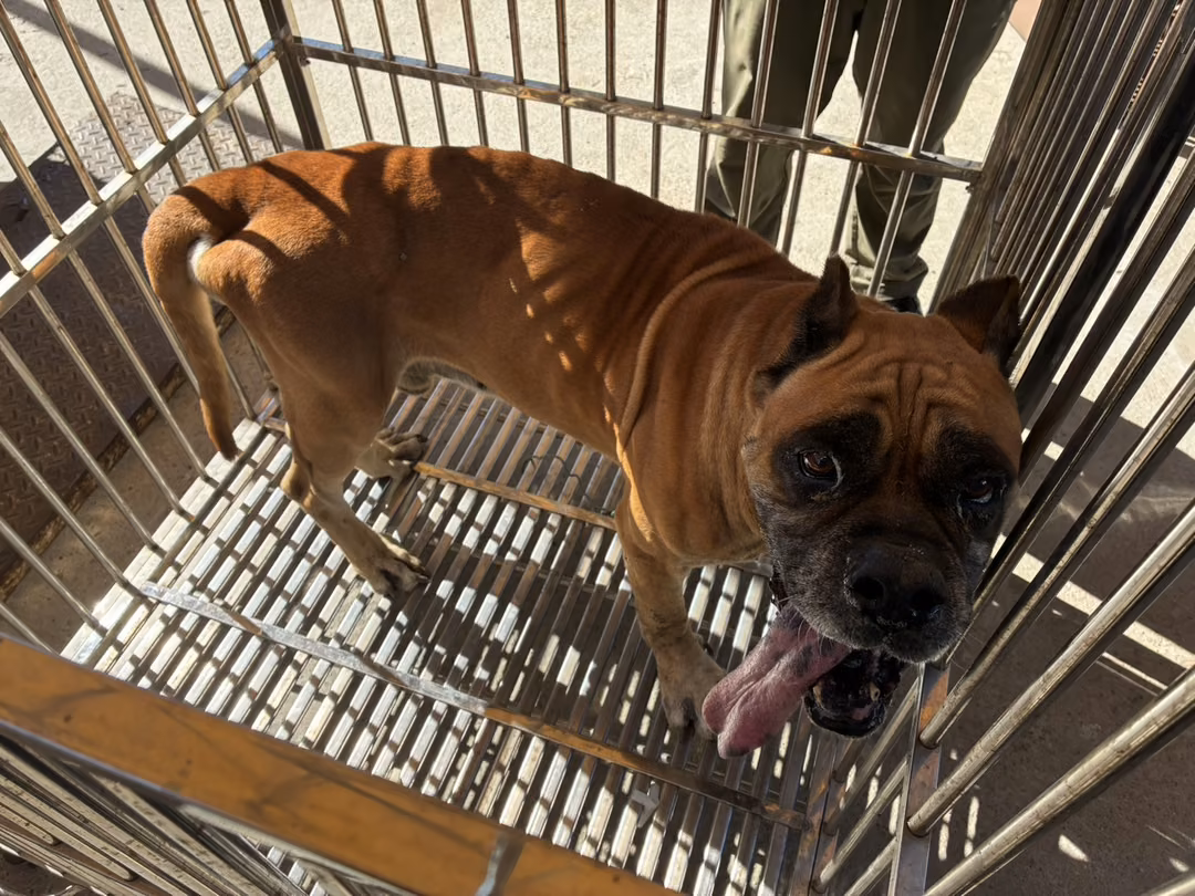 The dog, from the shelter's listing