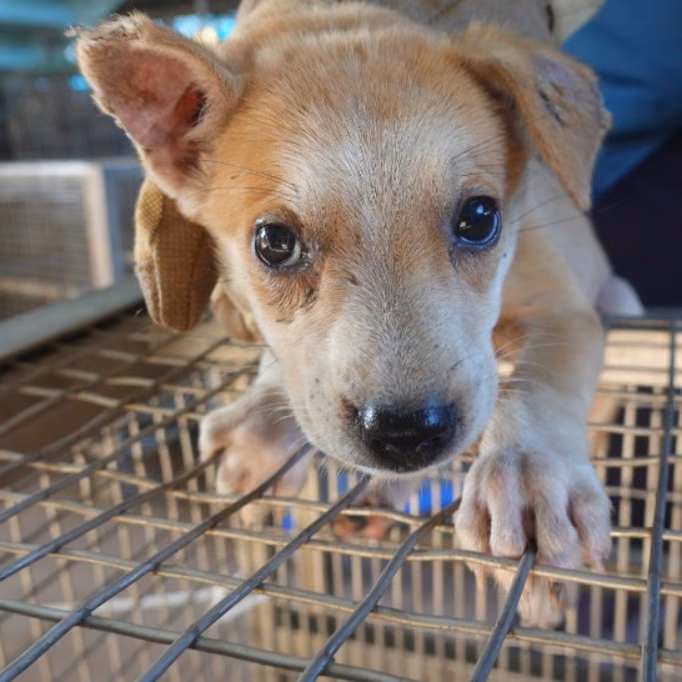The dog, from the shelter's listing