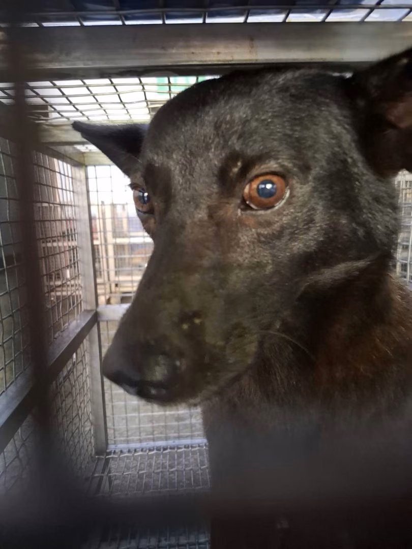 The dog, from the shelter's listing