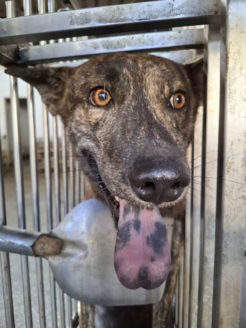 The dog, from the shelter's listing