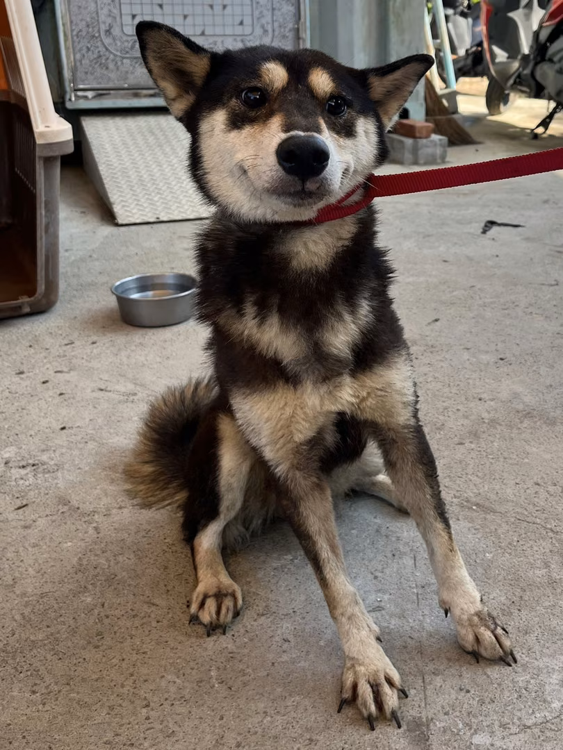 The dog, from the shelter's listing