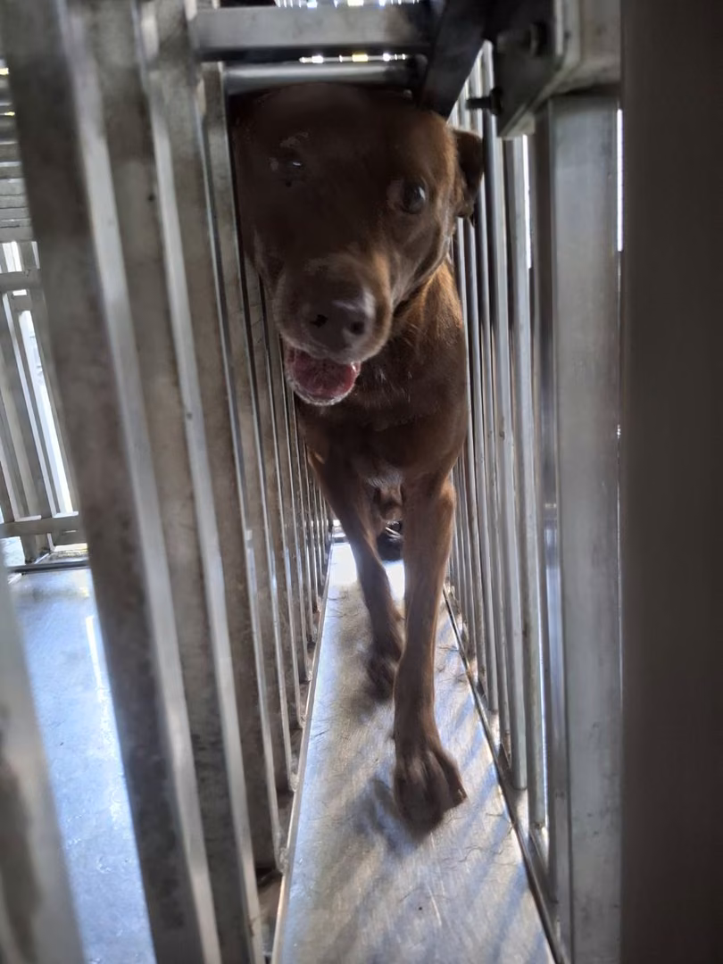 The dog, from the shelter's listing