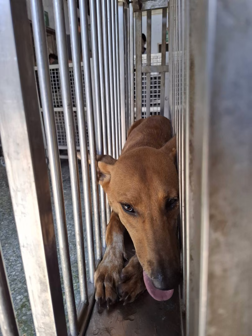 The dog, from the shelter's listing